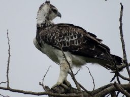 Martial eagle, immature