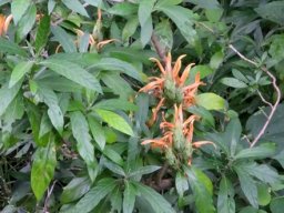 Metarungia longistrobus
