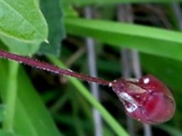 Pergularia daemia subsp. daemia flower bud