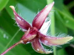Pergularia daemia subsp. daemia flower from behind