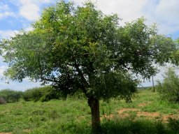 Sclerocarya birrea subsp. caffra young tree