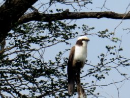 Senegalia nigrescens and whitecrowned shrike