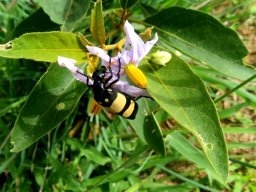 Solanum campylacanthum subsp. panduriforme entertaining