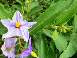 Solanum campylacanthum subsp. panduriforme flowers