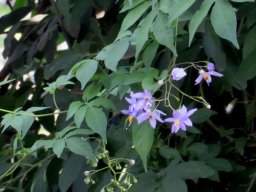 Solanum seaforthianum, the slender potato creeper from America
