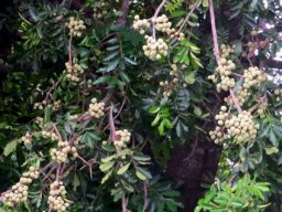 Trichilia emetica subsp. emetica, Natal mahogany