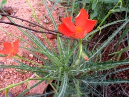 Tricliceras laceratum, lions eyes
