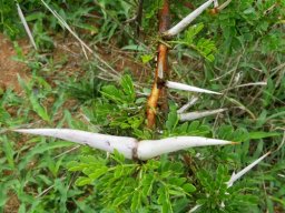 Vachellia robusta subs. robusta thorns like cattle horns
