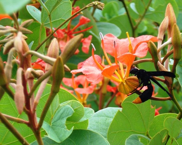 Bauhinia galpinii flower and wasp 