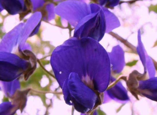 Bolusanthus speciosus flowers