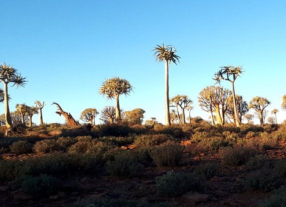 The tree aloes