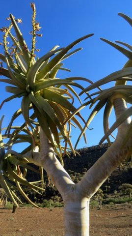 Dichotomous branching