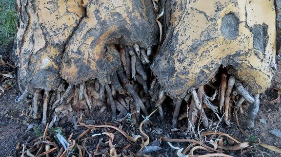 Roots