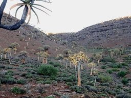 Home of tree aloes