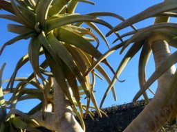 Dichotomous branching