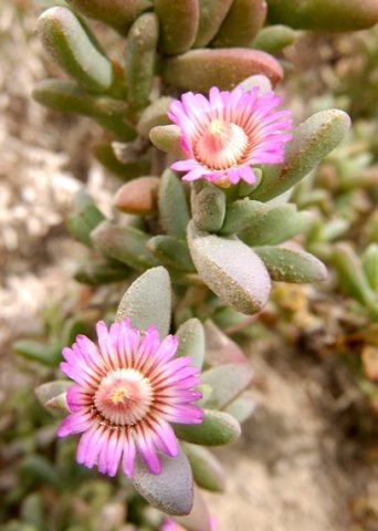 Amphibolia laevis