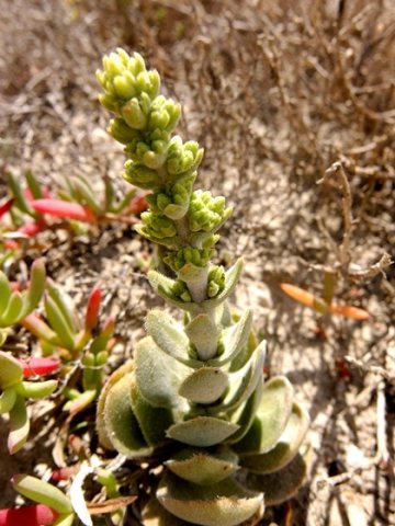 Crassula tomentosa var. tomentosa about to bloom