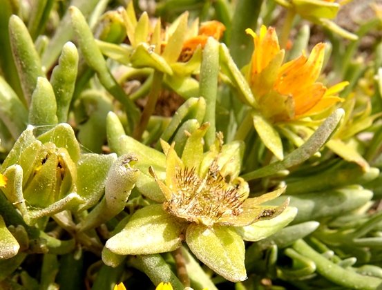Didelta carnosa var. carnosa floral stages