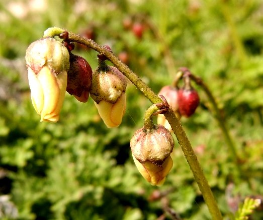 Hermannia succulent species raceme