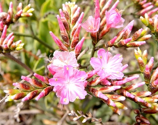 Limonium peregrinum or sea lavender