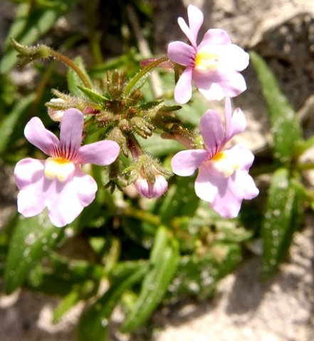 Nemesia strumosa also known as balsa mienie