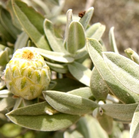 Pteronia onobromoides important in the past