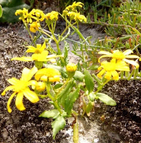 Senecio maritimus
