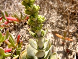 Crassula tomentosa var. tomentosa about to bloom