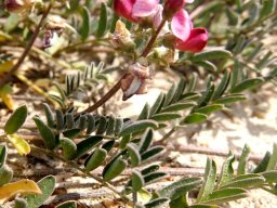 Lessertia argentea