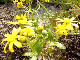 Senecio maritimus