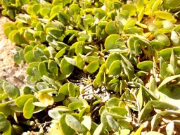 Zygophyllum cordifolium prostrate branches
