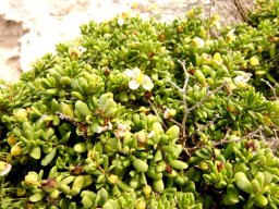 Zygophyllum flexuosum dense foliage