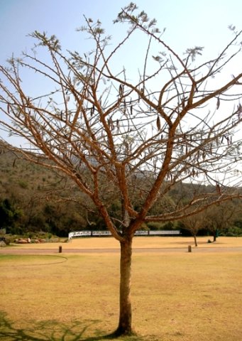 Vachellia sieberiana var. woodii in winter