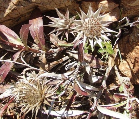 Macledium zeyheri in winter