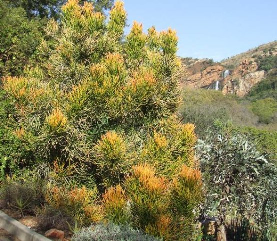 Euphorbia tirucalli colourful