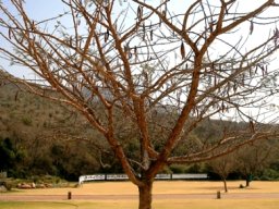 Vachellia sieberiana var. woodii in winter