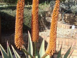 Aloe ferox
