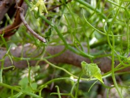 Bowiea volubilis subsp. volubilis