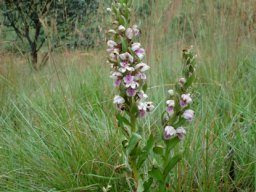 Brachycorythis conica subsp. transvaalensis