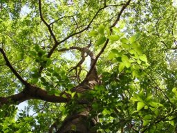 Celtis africana