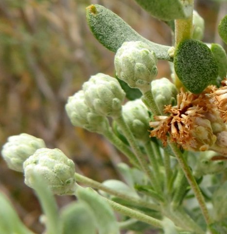 Athanasia pubescens buds and fruits