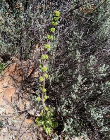 Crassula nudicaulis var. platyphylla