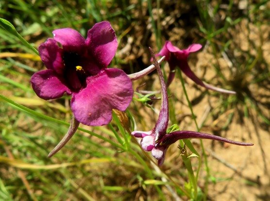 Diascia whiteheadii horn-like spurs