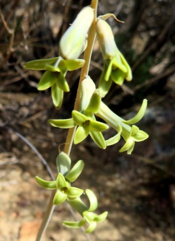 Dipcadi brevifolium
