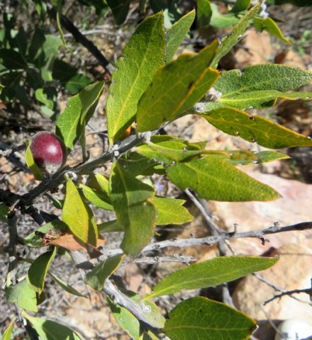 Euclea tomentosa