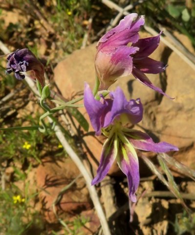Enigmatic gladiolus 