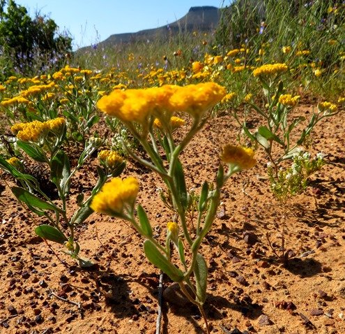 Helichrysum moeserianum in pioneering mode