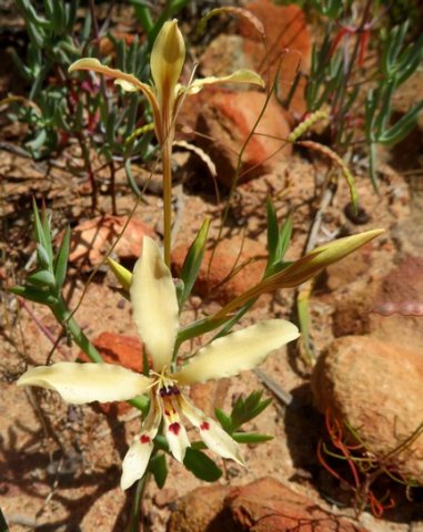Lapeirousia fabricii