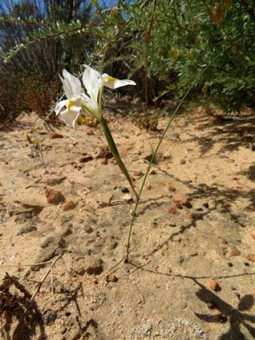 Moraea serpentina flowering on short rations