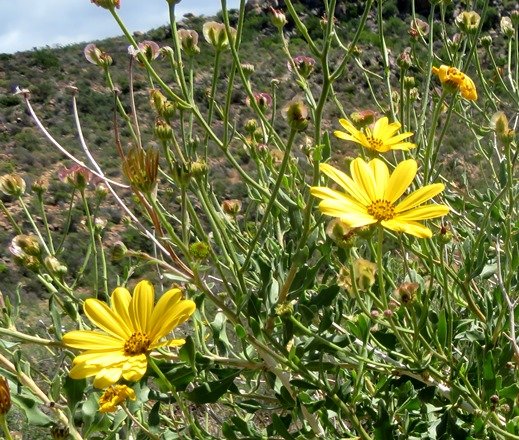 Osteospermum sinuatum var. sinuatum, the Karoobietou